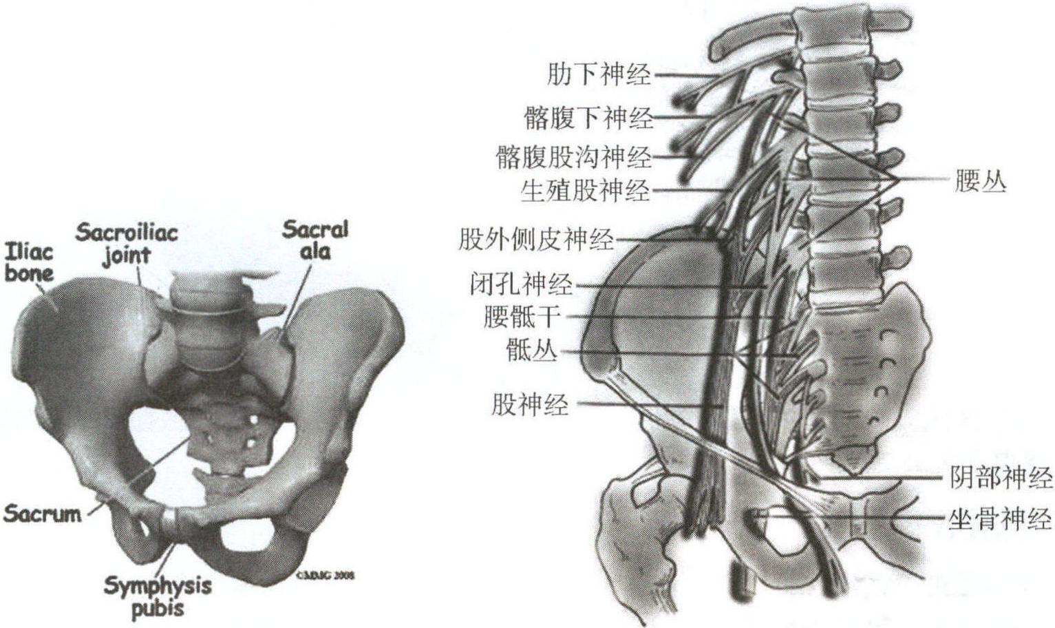 人体椎骨间连结示意图-人体解剖图,_医学图库